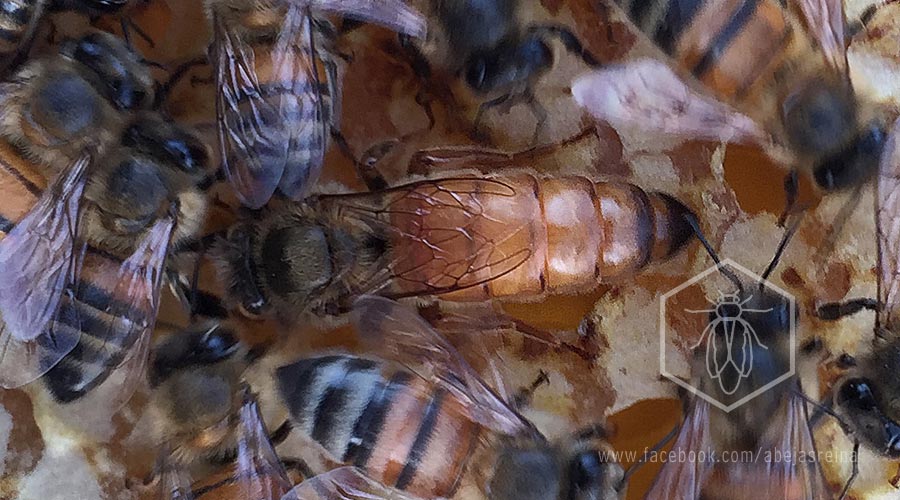 Curso de cría de abejas reinas presencial en criadero Línea Azteca México