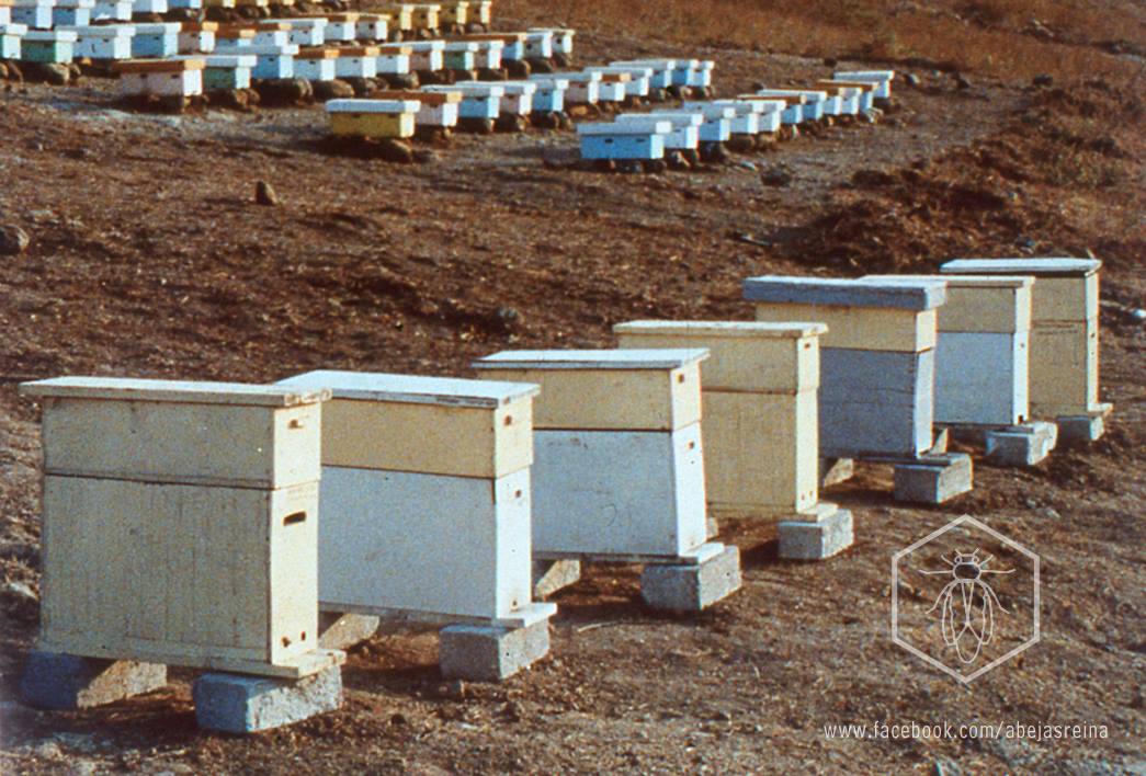 Núcleos de fecundación para cría de reinas