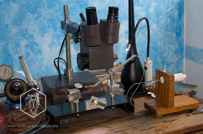 Equipo Mackensen para inseminación artificial de abejas reinas