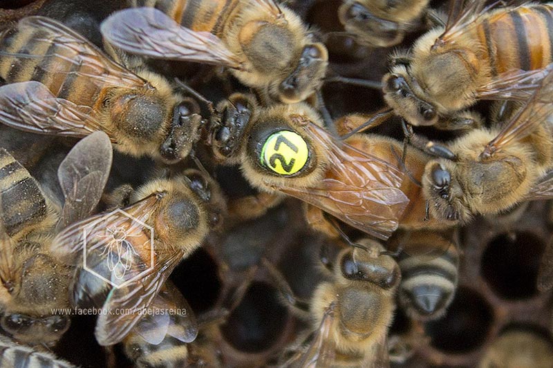 Abeja reina inseminada instrumentalmente Línea Azteca