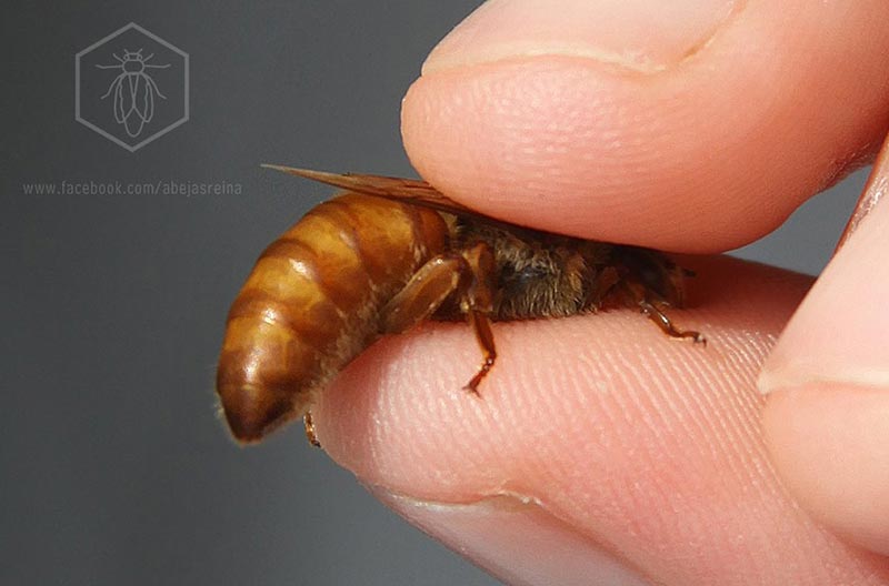 Evaluación de abejas reinas fecundadas en el criadero