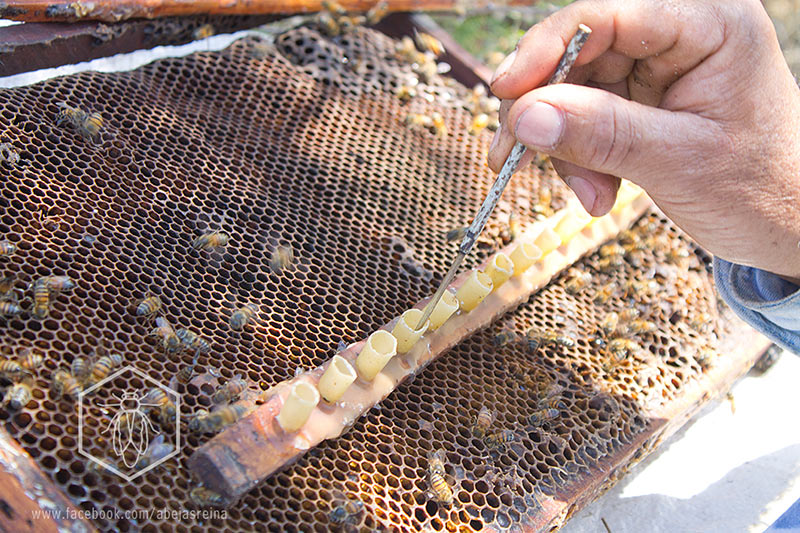 Proceso de cría de abejas reinas - técnica de traslarve